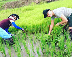 Chiang May Ling and Eng Ting Ting at TigerlandRiceFarm
