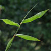 Bamboo