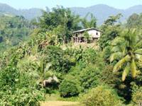 Tigerland Rice Farm