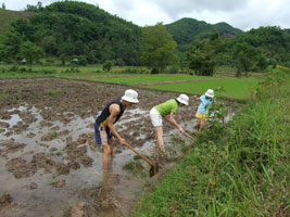 Trimming the paddy edges