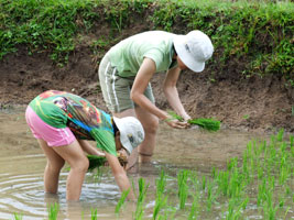 Jin and Robyn planting rice in the paddy