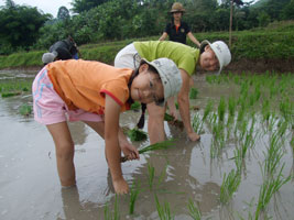 Planting rice in paddy