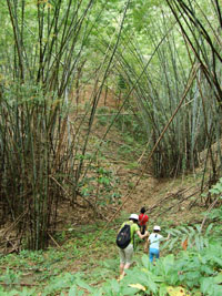Jin and Robyn in bamboo forest