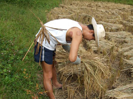 Ron bundling rice stalks