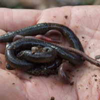 Earthworm as fisihing bail