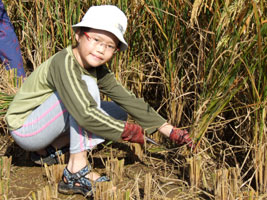 Robyn hooking rice