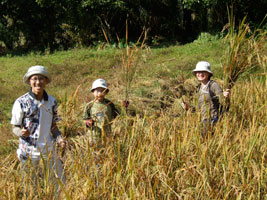 The Yongs hooking rice