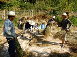 Threshing rice