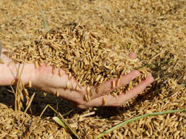 Golden brown rice grains