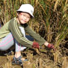 Rice harvesting - reaping