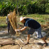 Rice harvesting - threshing