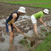 Rice planting - irrigating the paddy