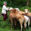 Cow herding