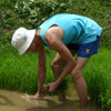 Rice planting - transplanting rice seedlings