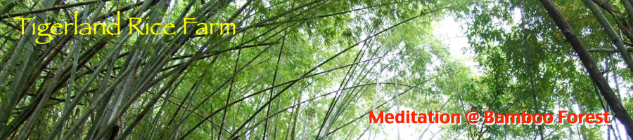 Tigerland Rice Farm - eco-vacation in rice planting and harvesting, the Karen hill tribe way