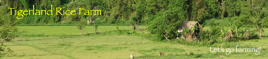 Tigerland Rice Farm - eco-vacation in rice planting and harvesting, the Karen hill tribe way