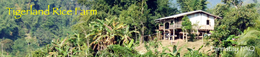Tigerland Rice Farm - eco-vacation in rice planting and harvesting, the Karen hill tribe way