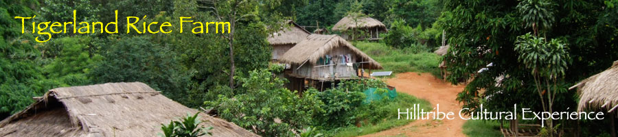 Tigerland Rice Farm - eco-vacation in rice planting and harvesting, the Karen hill tribe way
