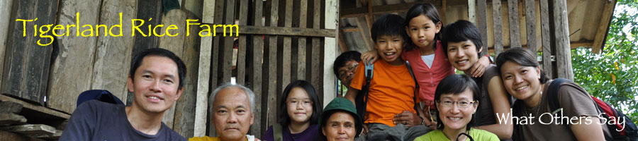 Tigerland Rice Farm - eco-vacation in rice planting and harvesting, the Karen hill tribe way