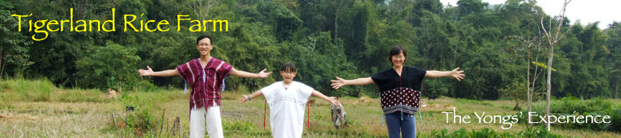 Tigerland Rice Farm - eco-vacation in rice planting and harvesting, the Karen hill tribe way