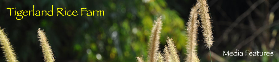 Tigerland Rice Farm - eco-vacation in rice planting and harvesting, the Karen hill tribe way