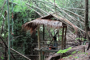 Meditation @ Bamboo Forest