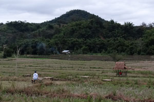 Meditation in Paddy Field at Tigerland Rice Farm